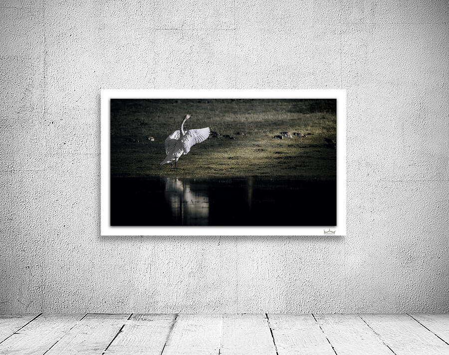 Swan Salute by Moments By Shane