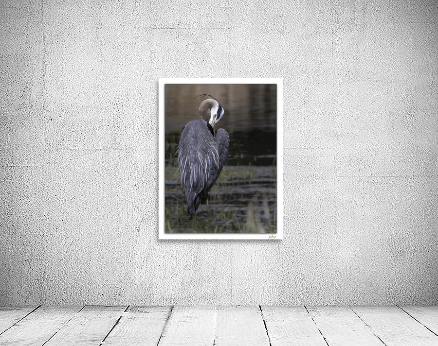 Preening Great Blue by Moments By Shane