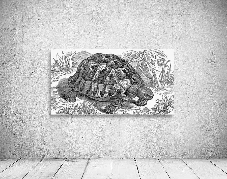 ArtX 32 tortoise by Forgotten Art