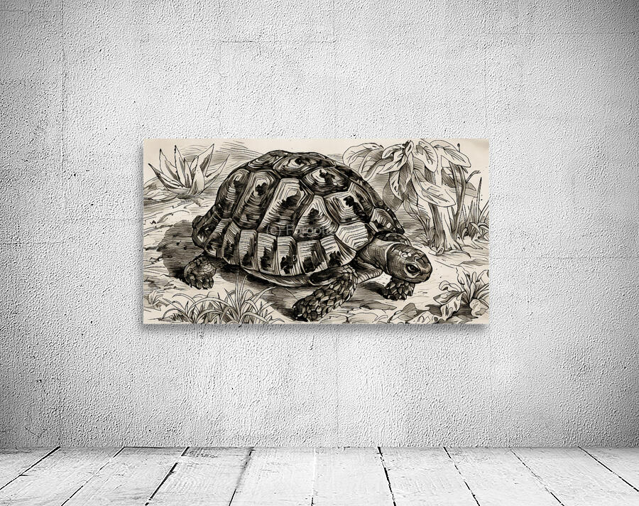 ArtX 532 tortoise by Forgotten Art