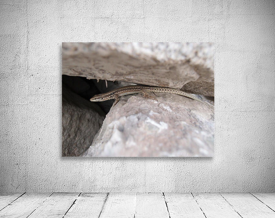 A.P.Polo - Pyrenees Wall Preview