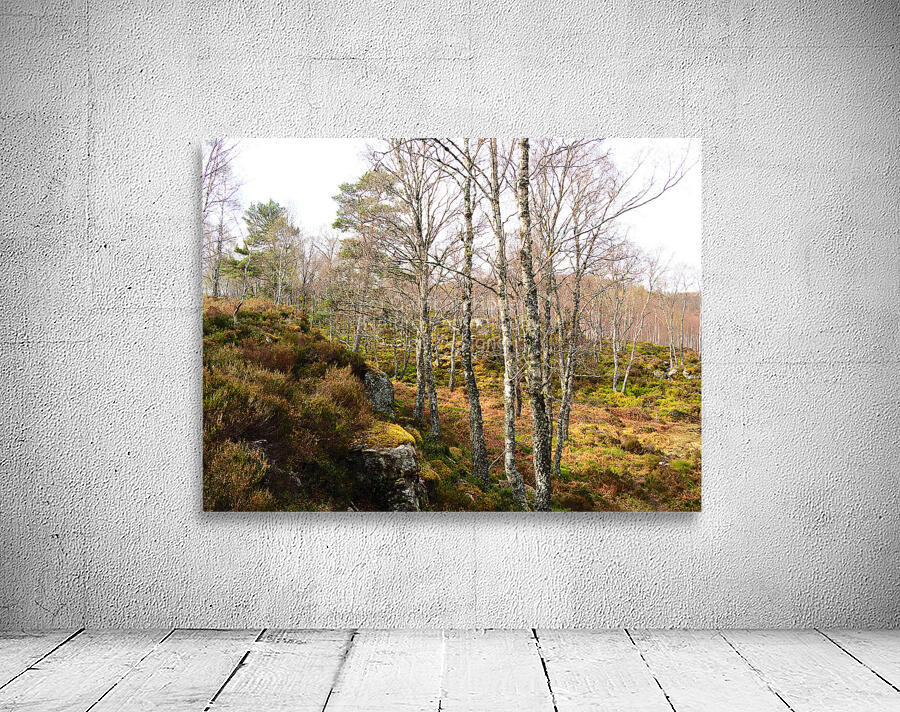 Springs Birch Song for the Scottish Highlands                                                                                                                      Wall Preview