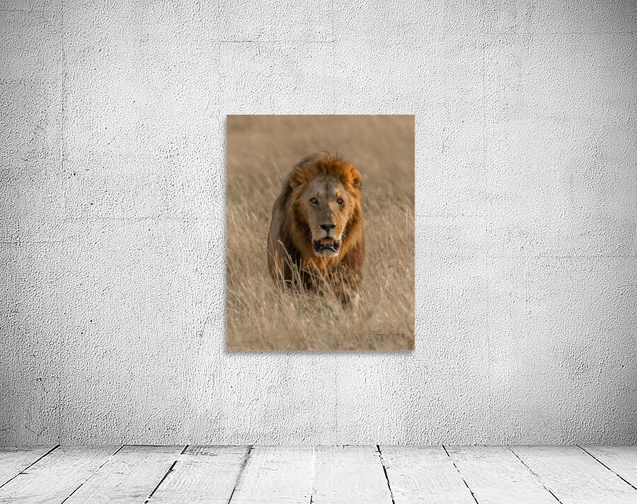 Couleur de feu Wall Preview