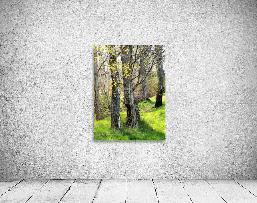  Forests Spring Light in the Scottish Highlands                                                                                                                      Wall Preview