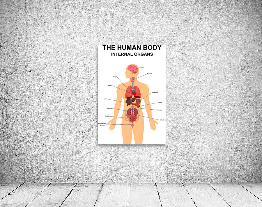 Internal organs of human body Wall Preview