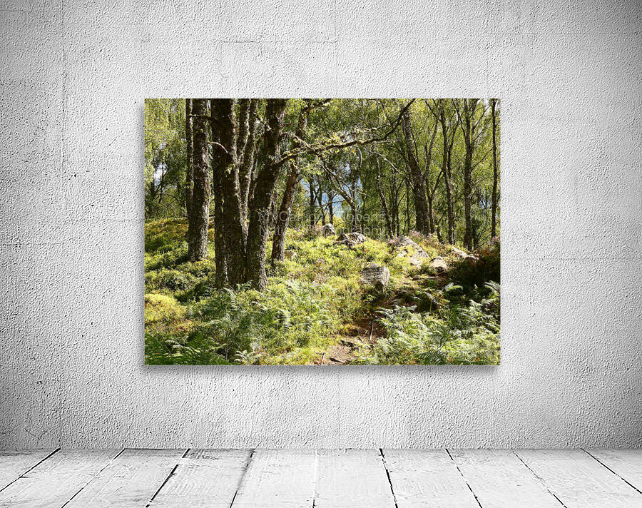 Sunlight Path Through the Scottish Highlands Wall Preview