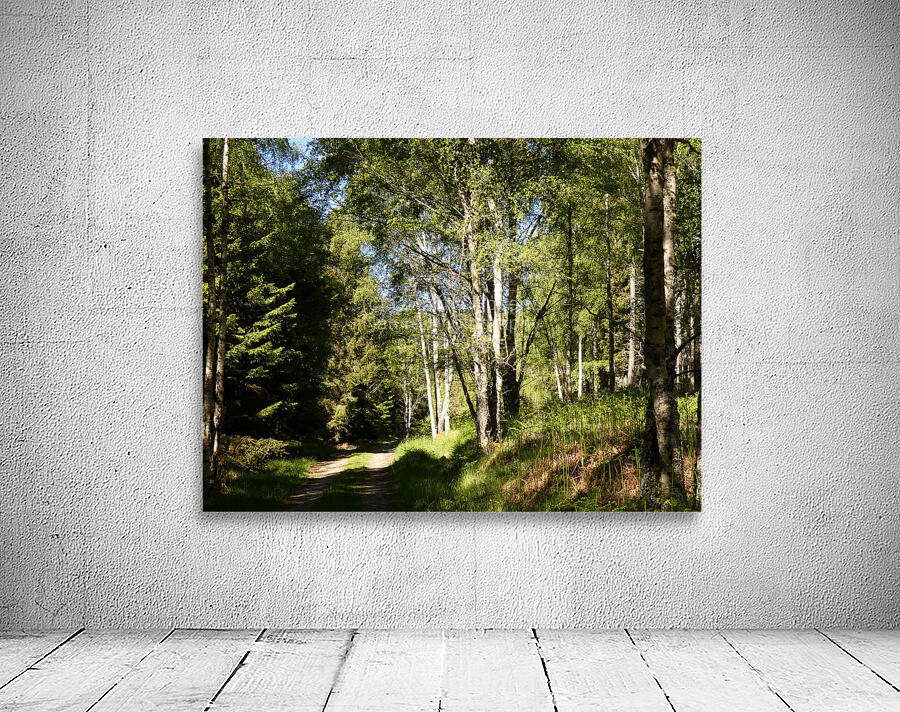 Summer Forest Path Through the Scottish Highlands Wall Preview