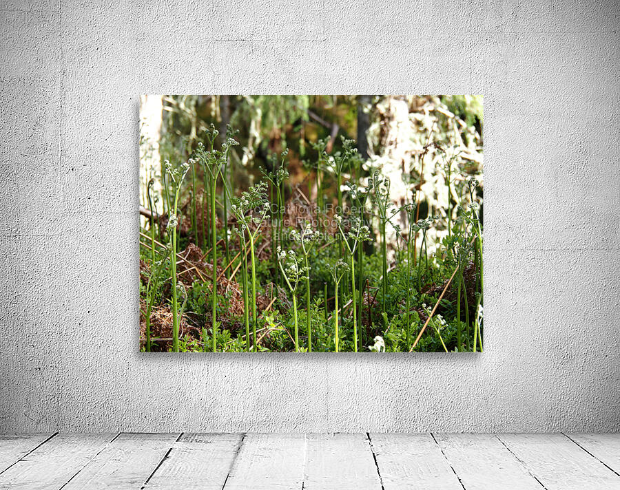 Young Ferns in the Scottish Highlands                                                                                                                      Wall Preview