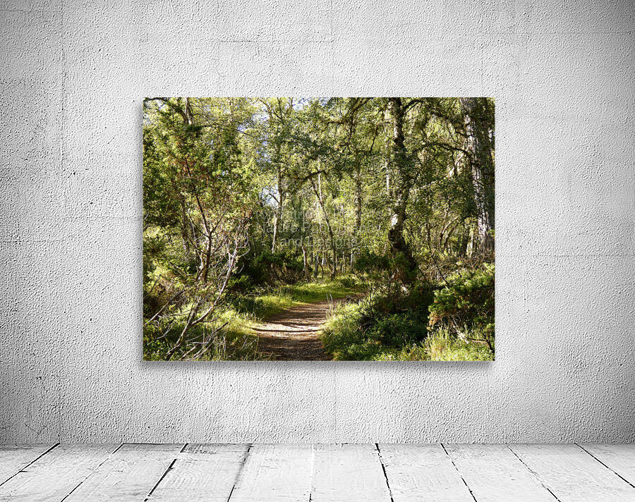 Scottish Highlands Forest Path  Wall Preview