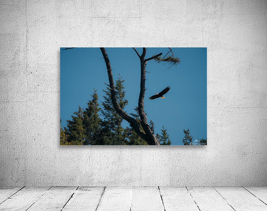 Eagle Flight Wall Preview