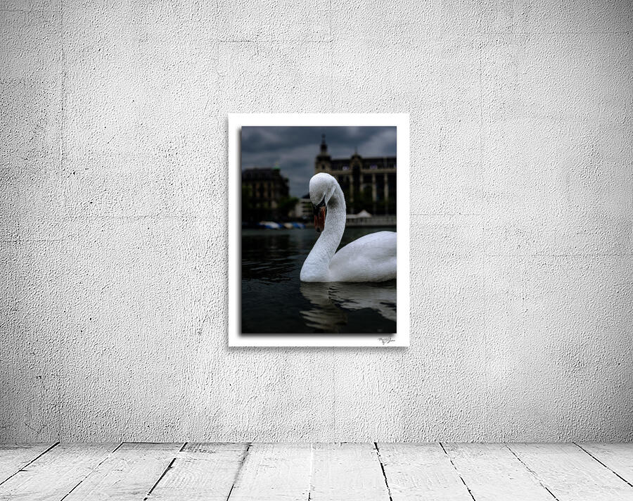Coy Swiss Swan by Moments By Shane