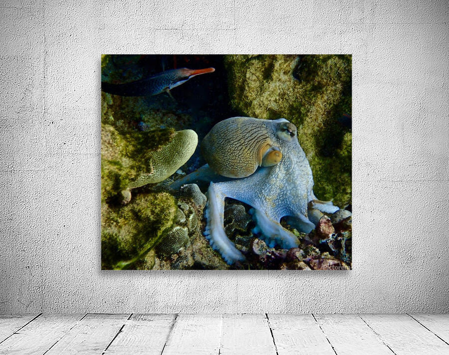 Octopus garden  Wall Preview