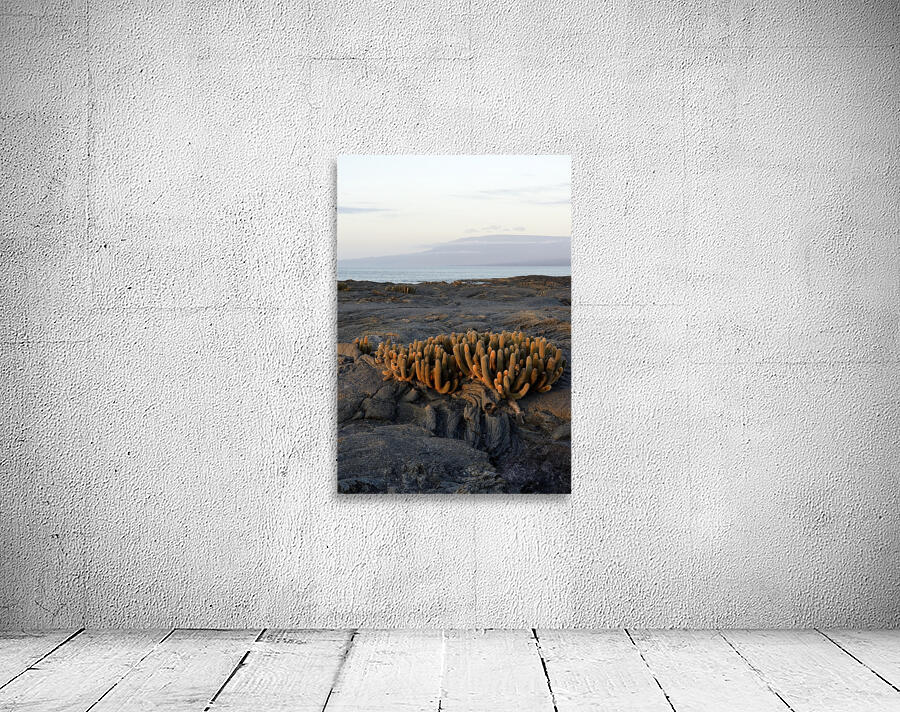 Lava Cactus Brachycereus nesioticus Punta Espinosa Fernandina Island Galapagos Islands Ecuador Wall Preview