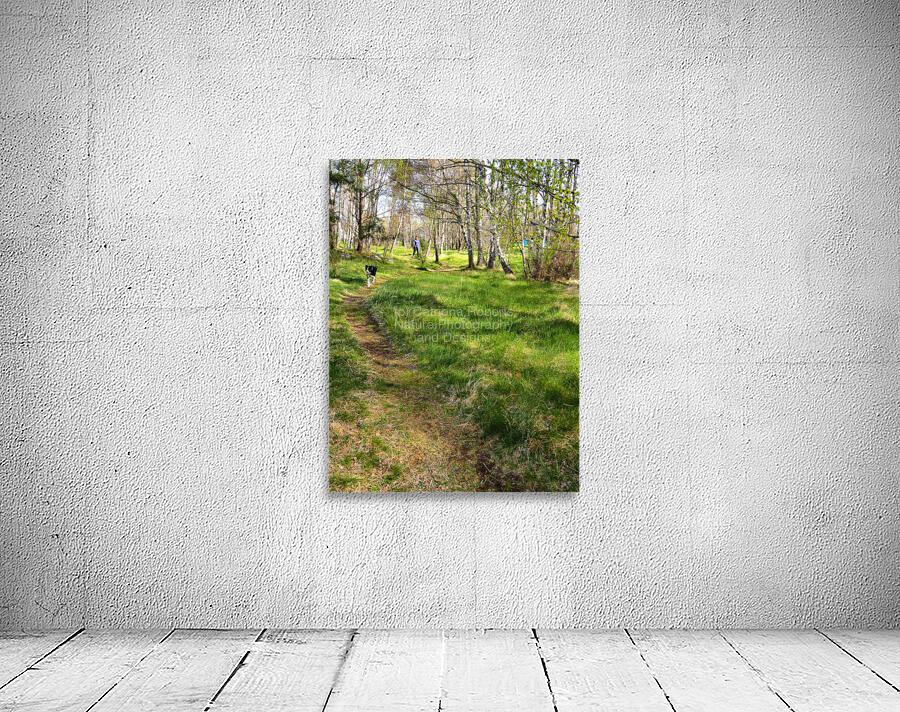 Scottish Highlands Spring Woodland Dog Walk                                                                                                                      Wall Preview
