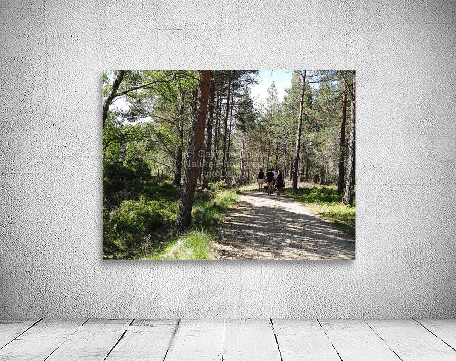 A Forest Walk Through The Scottish Highlands                                                                                                                      Wall Preview