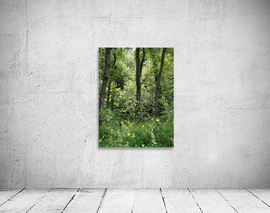 Forest Spring in the Scottish Highlands Wall Preview