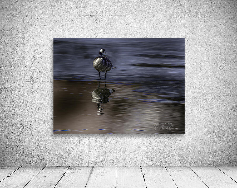 10886 Canada s  Goose Reflects Wall Preview