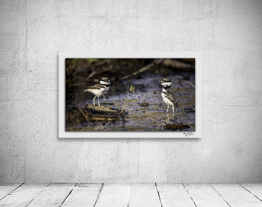 Baby Killdeers in the Wetlands by Moments By Shane