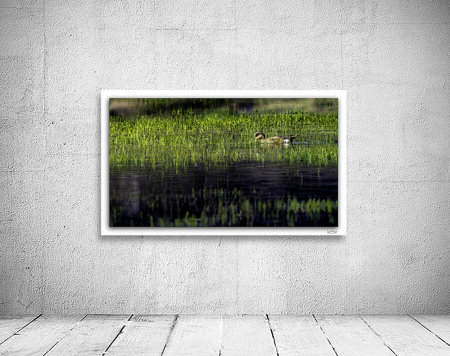 Early Morning Wigeon by Moments By Shane