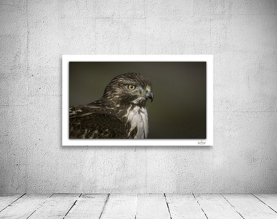 Young Gaze by Moments By Shane
