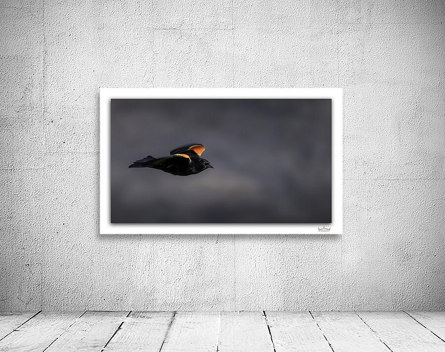 Storm n Red Wing by Moments By Shane