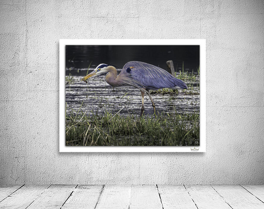 Snacking Great Blue by Moments By Shane