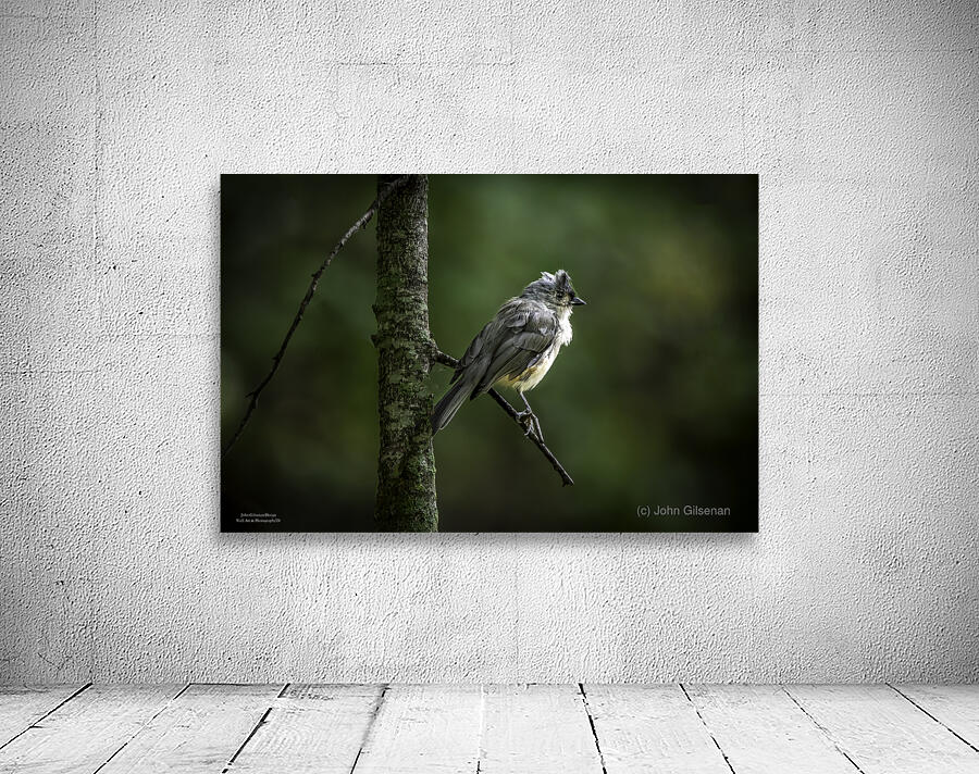 10759 Eastern Phoebe Sayornis phoebe Wall Preview