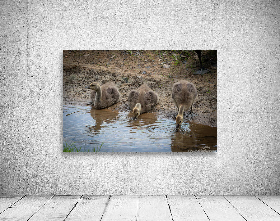 Goslings - A Quiet Moment by the Stream by Chad Meyer