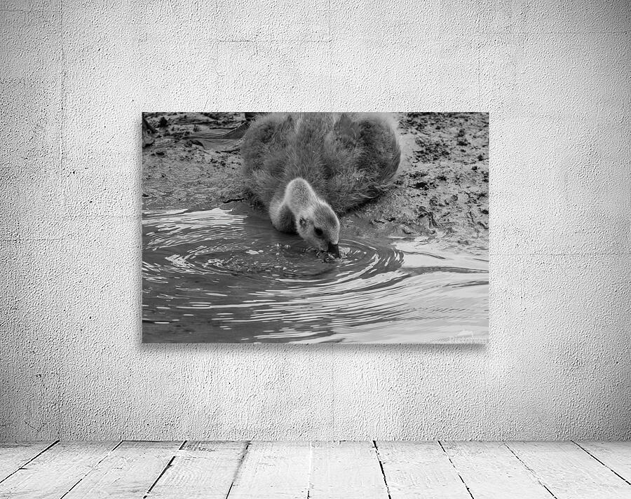 The Stillness of Nature: Gosling and Water Ripples  by Chad Meyer
