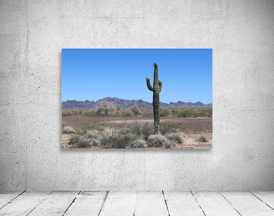 Saguaro desert scene by Leslie Affeldt Photography