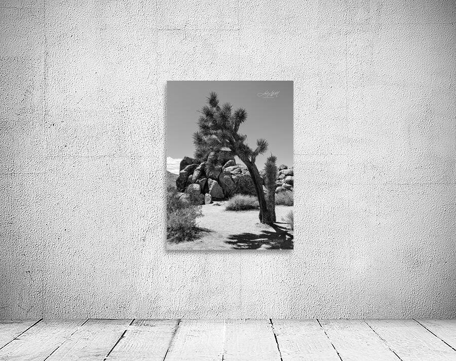 Joshua Tree by Leslie Affeldt Photography