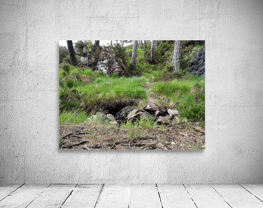  Scottish Highlands Home of the Wild Song                                                                                                                      Wall Preview