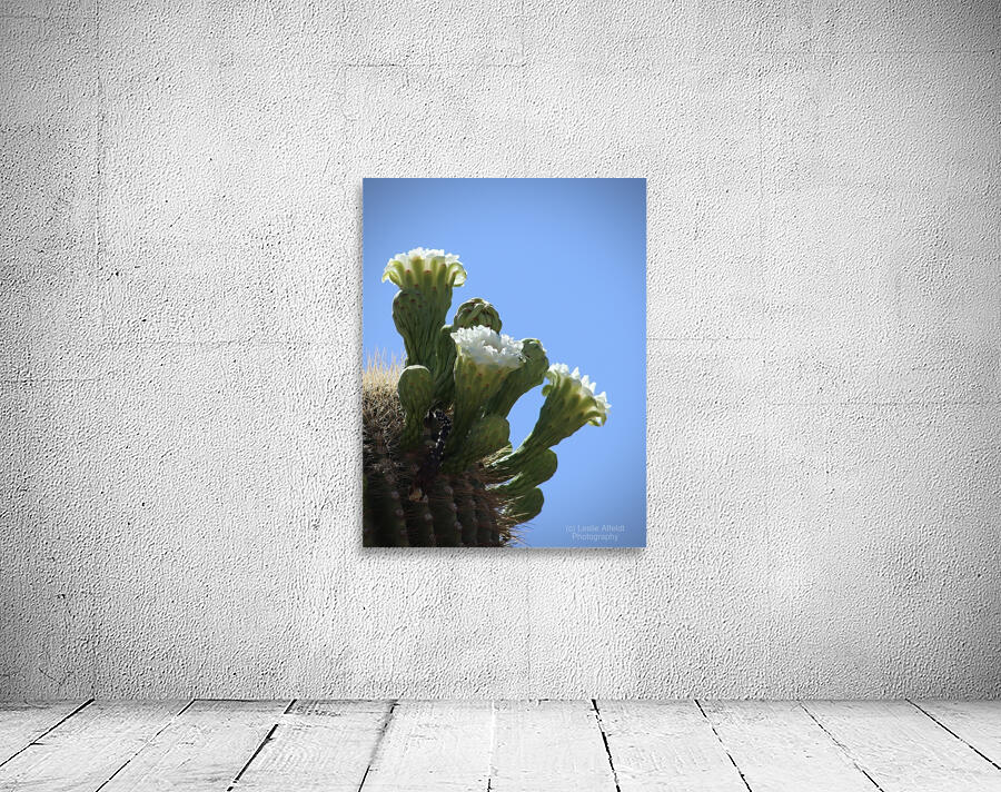 Saguaro Blossom by Leslie Affeldt Photography