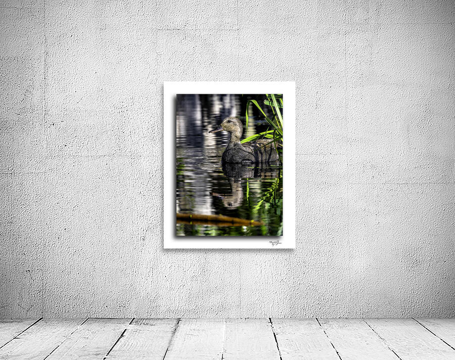 Gadwall in the Reeds by Moments By Shane