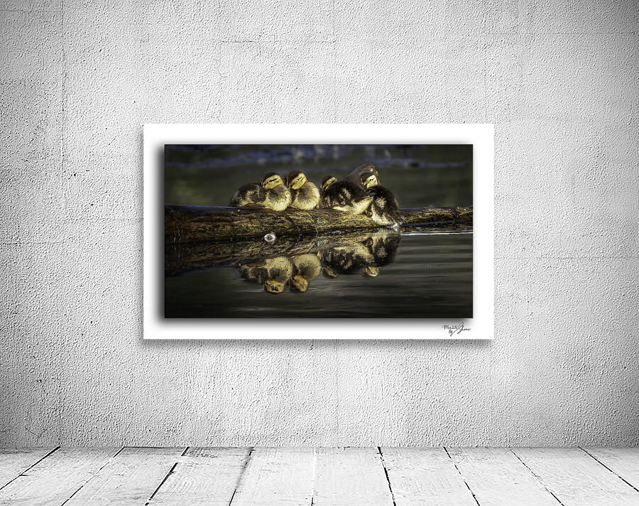 Sleepy Ducklings by Moments By Shane