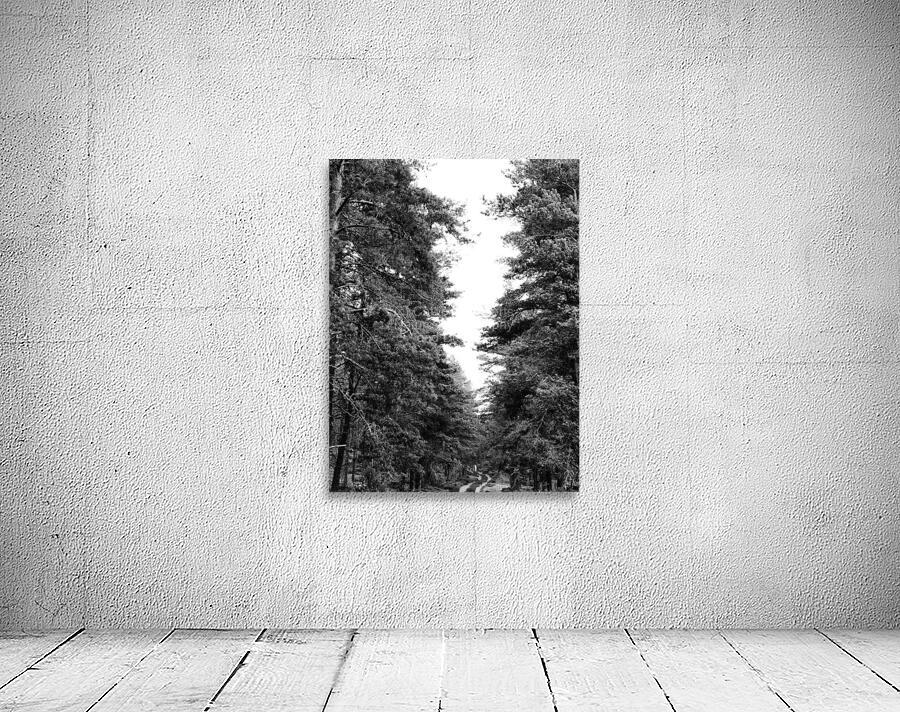 Monochrome Pine Woods in the Scottish Highlands                                                                                                                      Wall Preview