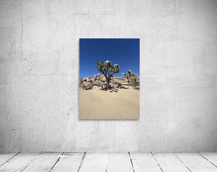 Joshua Tree -3 by Leslie Affeldt Photography