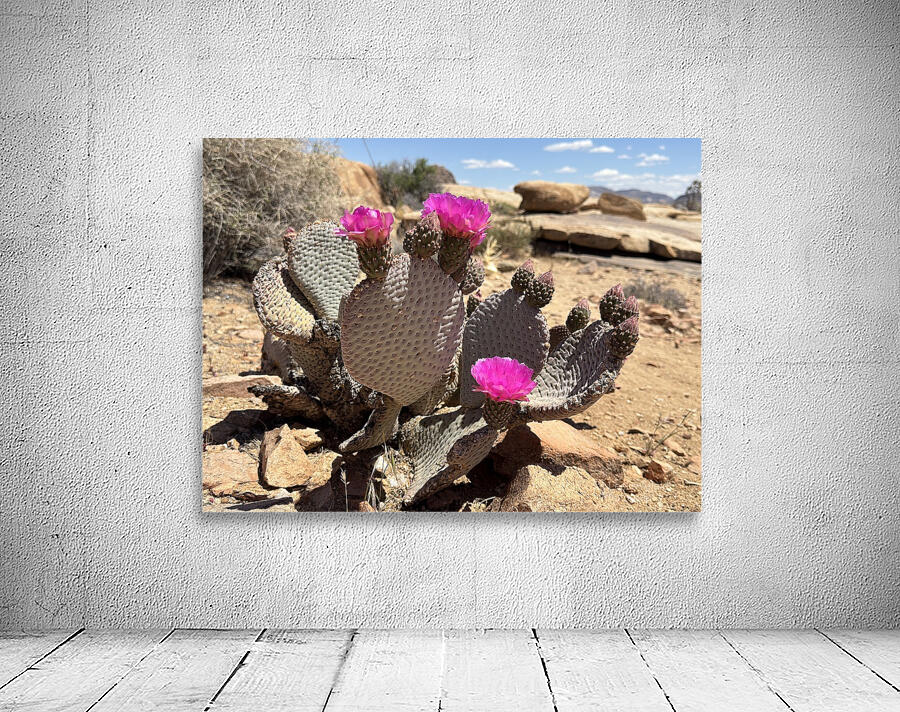 Cactus Bloom by Leslie Affeldt Photography