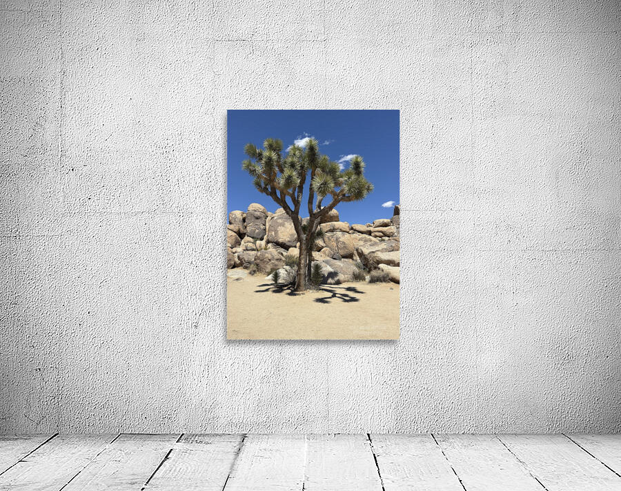 Joshua Tree -2 by Leslie Affeldt Photography