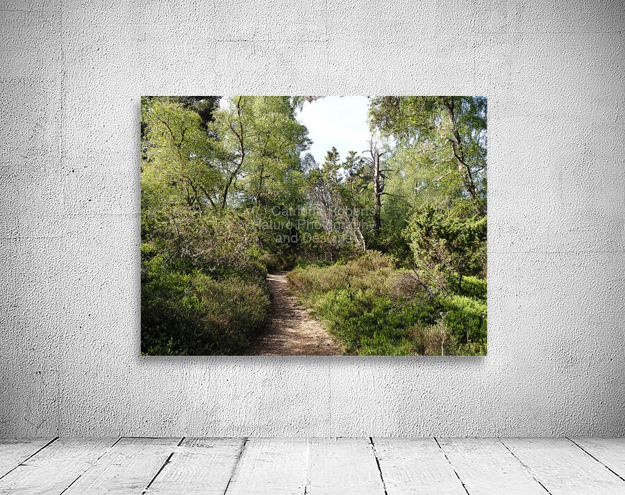  Springs Salute for the Scottish Highlands                                                                                                                     Wall Preview