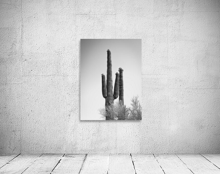 Saguaro Dream in black and white -1 by Leslie Affeldt Photography