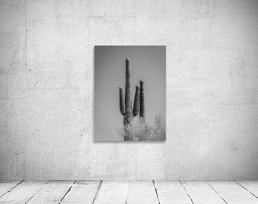 Saguaro Dream in black and white -2 by Leslie Affeldt Photography