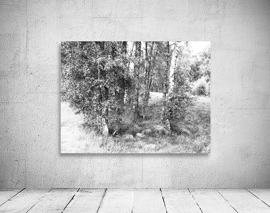 Monochrome Birch Gathering                                                                                                                      Wall Preview