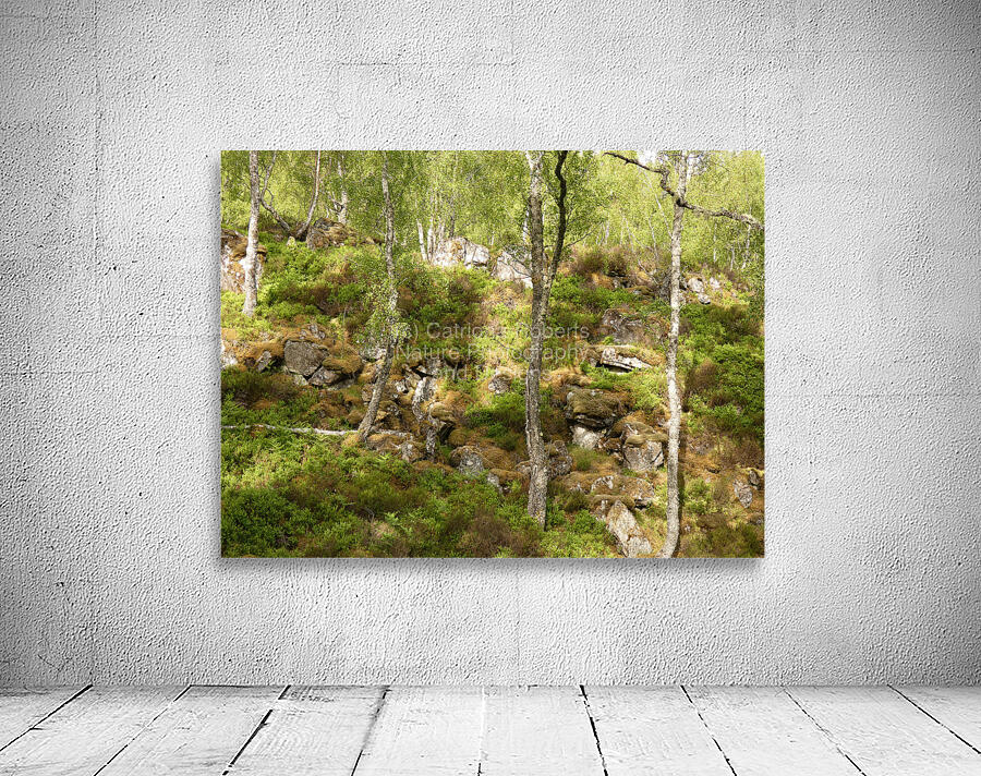 Scottish Highlands Fairy Tale Summer Wall Preview