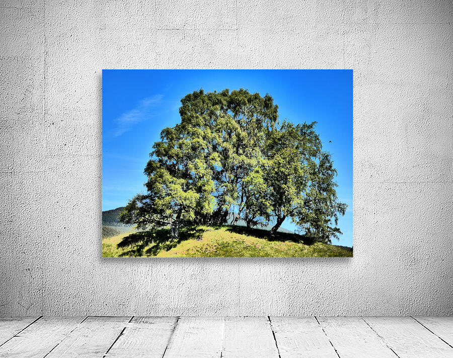 Scottish Highlands Birch Tree Trio Wall Preview