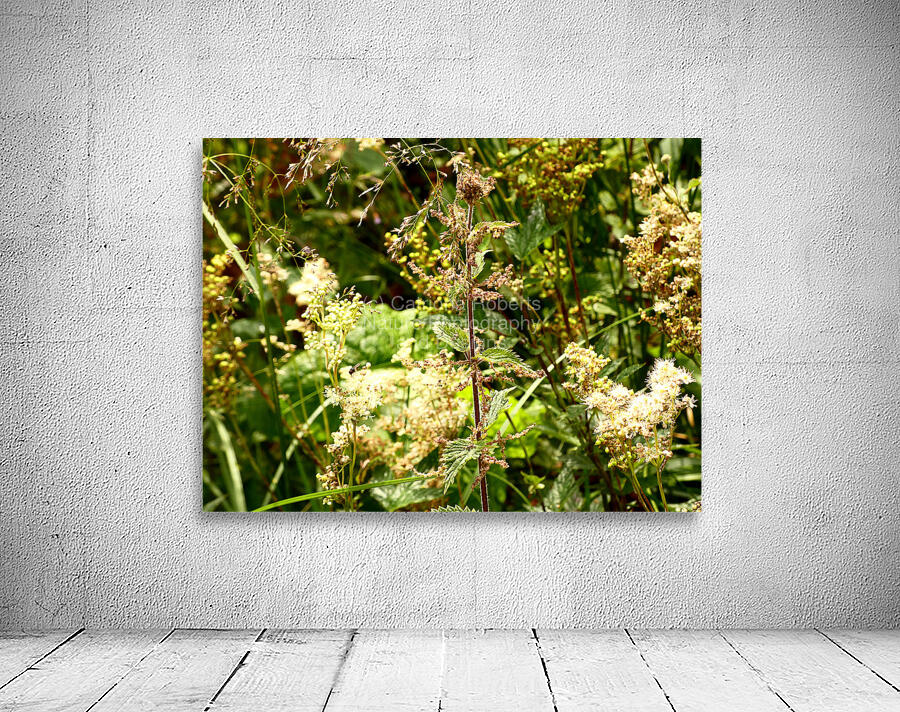 Wild Flowers Delight in the Scottish Highlands Wall Preview