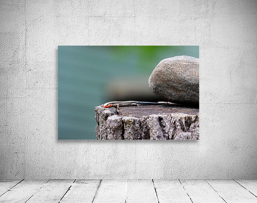 Juvenile Five Lined Skink Wall Preview