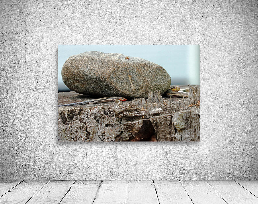 Five Lined Skink And Garter Snake Wall Preview