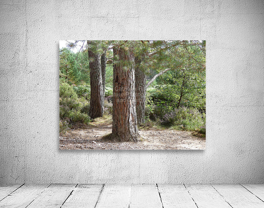 Scottish Highlands Pines Wall Preview