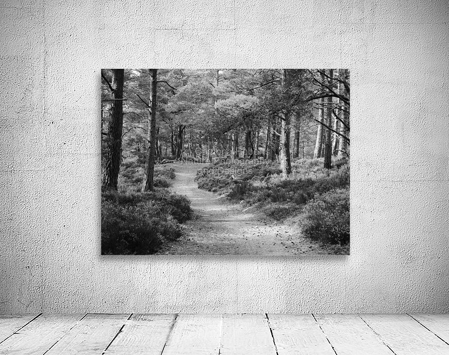 Black and White Forest Walk through the Scottish Highlands Wall Preview
